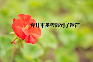 复习衢州师范大学行知学院衢州专升本，应该怎样度过迷茫期？