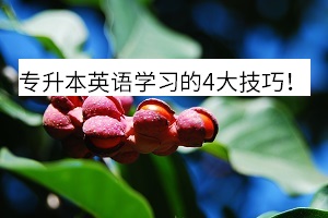 统招湖州专升本英语好考吗？教你一招。